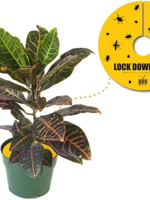 PUŁAPKA OWADOBÓJCZA LOCK DOWN PADS FI30CM 5SZT